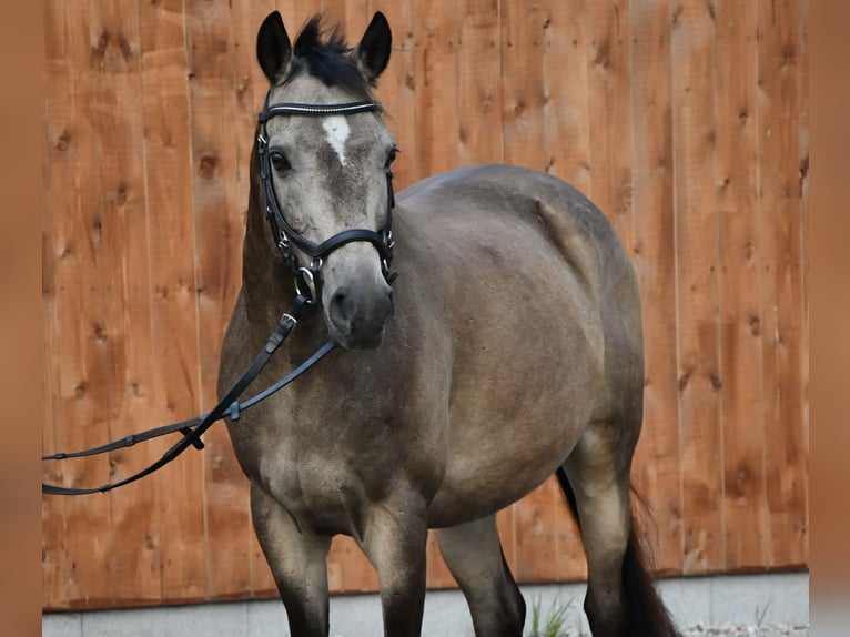 Poney de selle allemand Hongre 15 Ans 146 cm Isabelle in Pinneberg