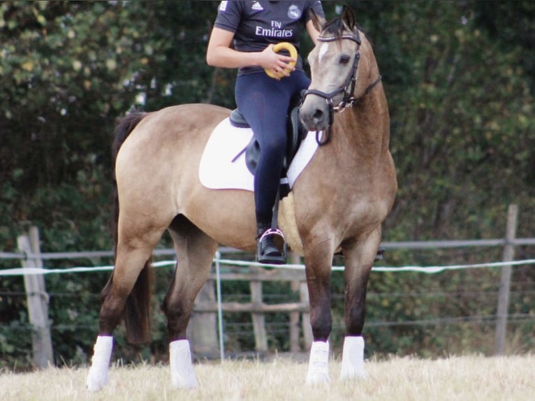 Poney de selle allemand Hongre 15 Ans 146 cm Isabelle in Pinneberg