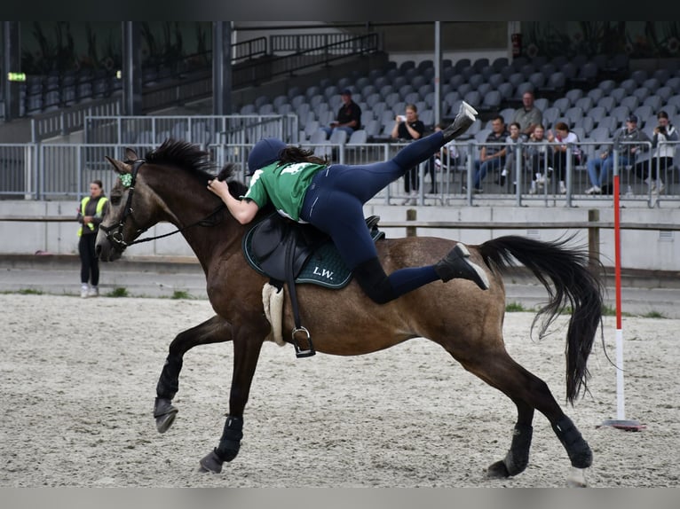 Poney de selle allemand Hongre 15 Ans 146 cm Isabelle in Pinneberg