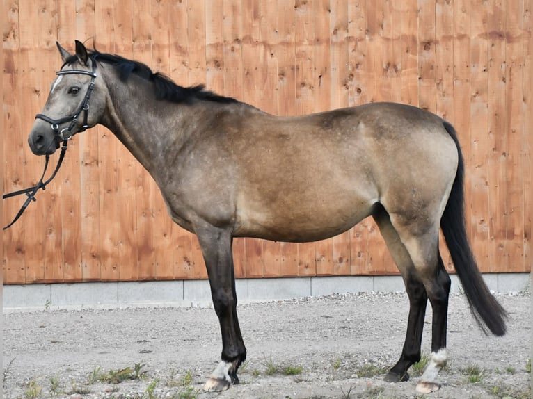 Poney de selle allemand Hongre 15 Ans 146 cm Isabelle in Pinneberg