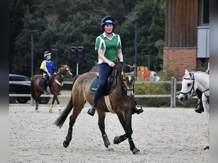 Poney de selle allemand Hongre 15 Ans 146 cm Isabelle in Pinneberg