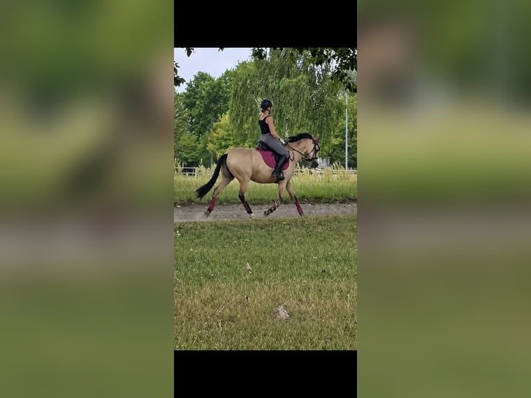 Poney de selle allemand Hongre 15 Ans 146 cm Isabelle in Berlin