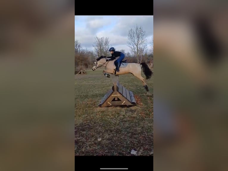 Poney de selle allemand Hongre 15 Ans 146 cm Isabelle in Berlin