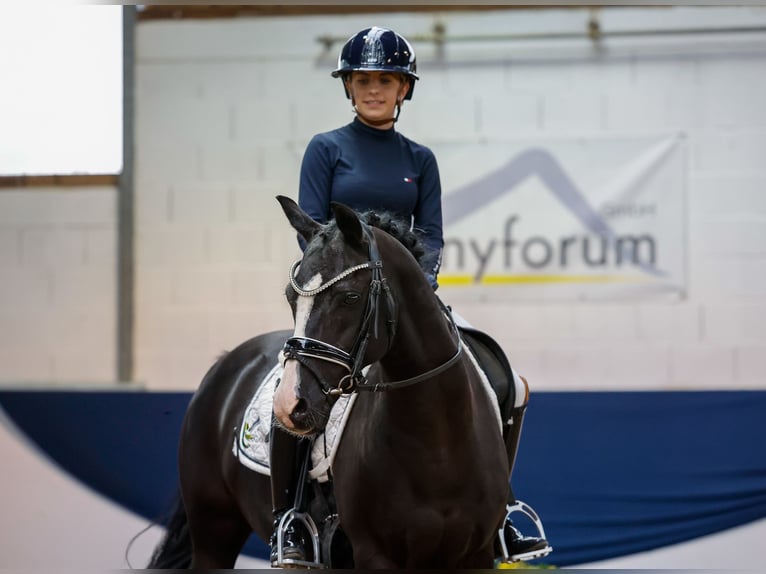 Poney de selle allemand Hongre 15 Ans 147 cm Bai brun foncé in Marsberg