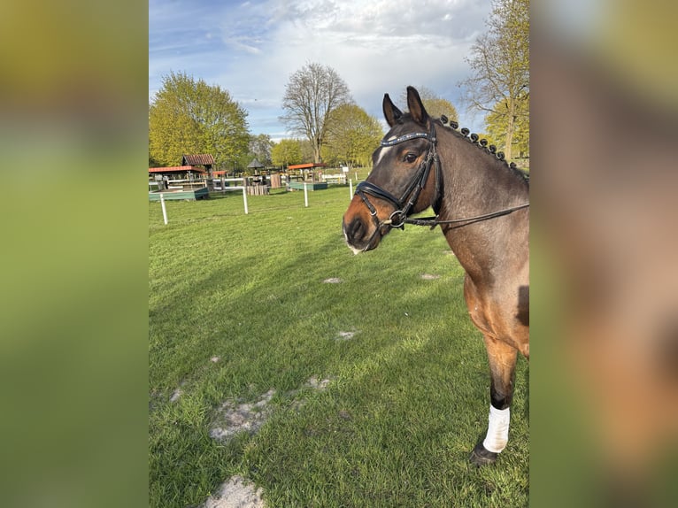 Poney de selle allemand Hongre 15 Ans 147 cm Bai in Greven
