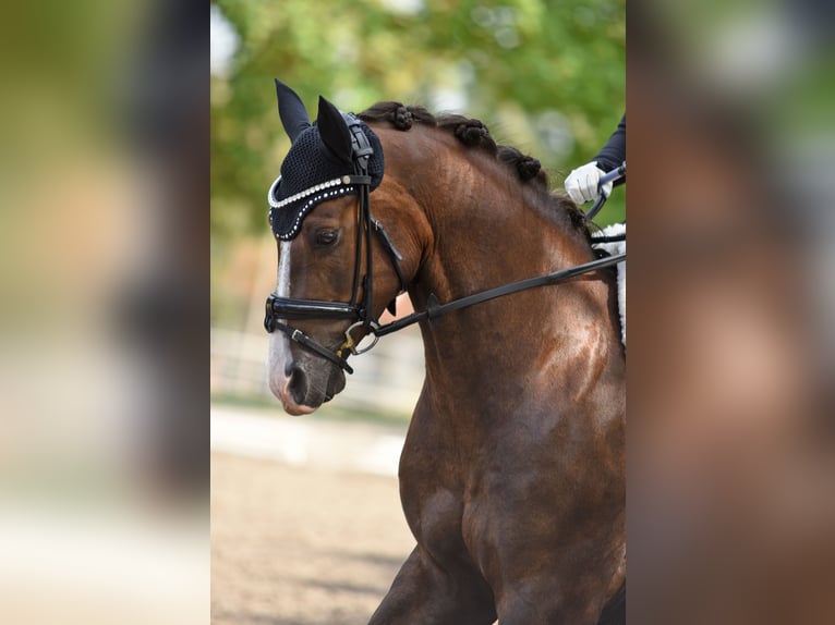 Poney de selle allemand Hongre 15 Ans 148 cm Alezan brûlé in Billigheim