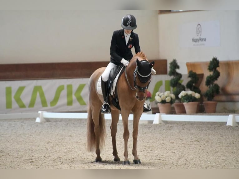 Poney de selle allemand Hongre 15 Ans 148 cm Alezan in Malans GR