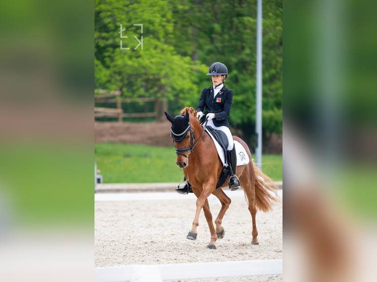 Poney de selle allemand Hongre 15 Ans 148 cm Alezan in Malans GR