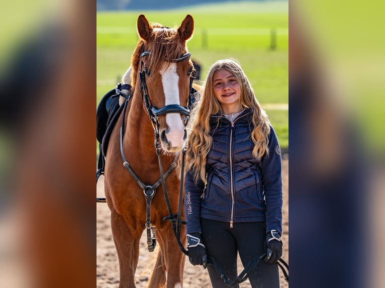 Poney de selle allemand Hongre 15 Ans 148 cm Alezan in Kaltensundheim