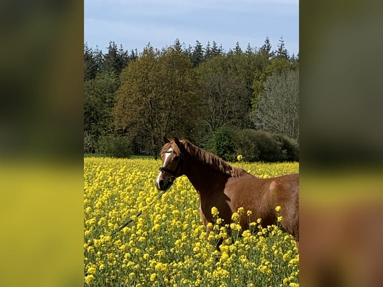 Poney de selle allemand Hongre 15 Ans 148 cm Alezan in Warendorf