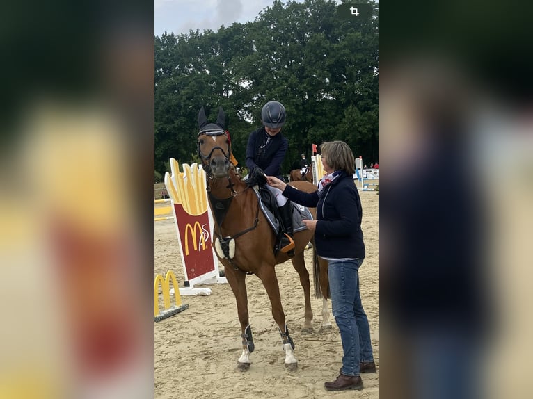 Poney de selle allemand Hongre 15 Ans 148 cm Alezan in Ascheberg