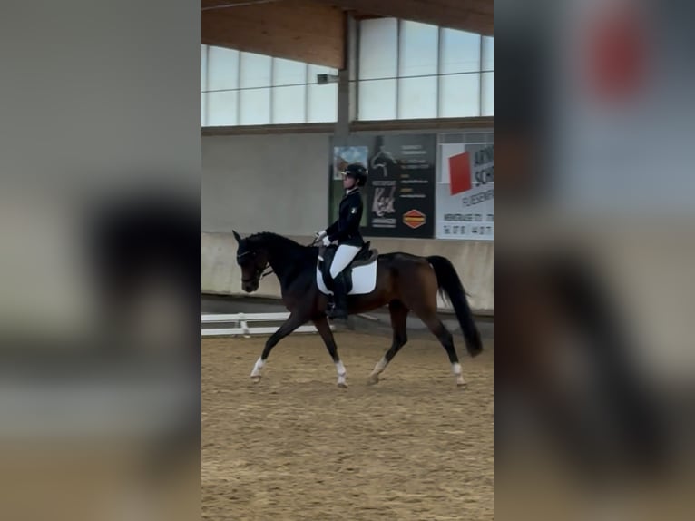 Poney de selle allemand Hongre 15 Ans 148 cm Bai in Schutterwald