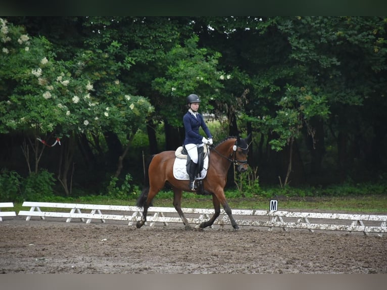 Poney de selle allemand Hongre 15 Ans 148 cm Bai in Damm