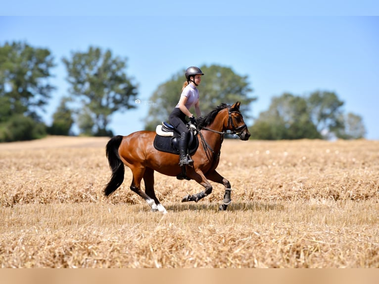 Poney de selle allemand Hongre 15 Ans 148 cm Bai in Damm