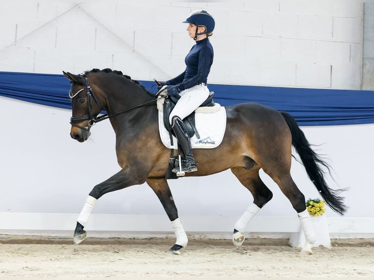 Poney de selle allemand Hongre 15 Ans 148 cm Bai in Marsberg