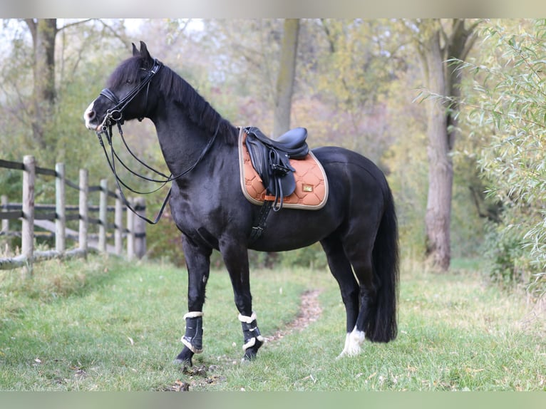 Poney de selle allemand Hongre 15 Ans 148 cm Noir in Braunschweig