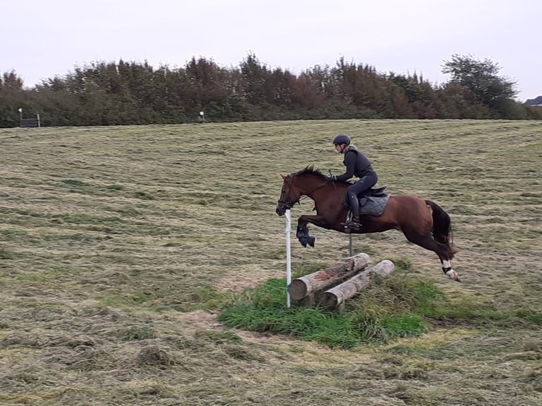 Poney de selle allemand Hongre 15 Ans Alezan in Taarstedt