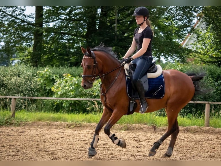 Poney de selle allemand Hongre 15 Ans Bai in Tostedt