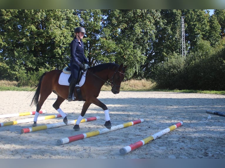 Poney de selle allemand Hongre 15 Ans Bai in Tostedt