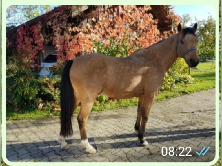 Poney de selle allemand Hongre 15 Ans Champagne in Simbach am Inn