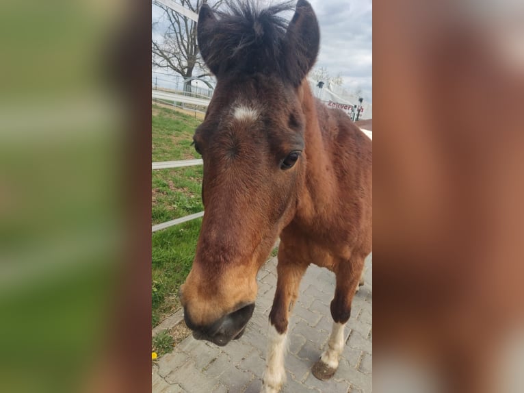 Poney de selle allemand Hongre 16 Ans 126 cm Bai clair in Walsdorf