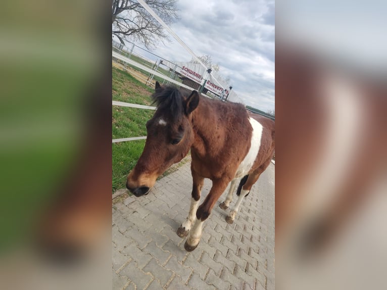 Poney de selle allemand Hongre 16 Ans 126 cm Bai clair in Walsdorf