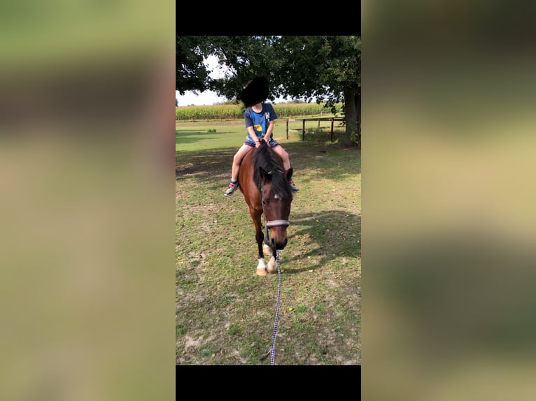 Poney de selle allemand Hongre 16 Ans 138 cm Bai in Geldern