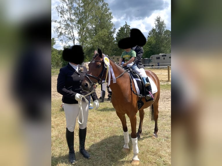 Poney de selle allemand Hongre 16 Ans 138 cm Bai in Geldern