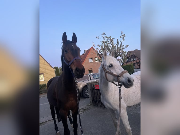 Poney de selle allemand Hongre 16 Ans 144 cm Gris pommelé in Garbsen