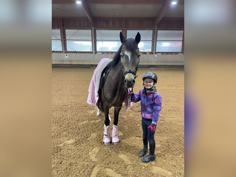 Poney de selle allemand Hongre 16 Ans 145 cm Isabelle in Eberdingen