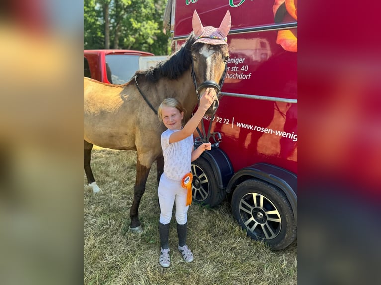 Poney de selle allemand Hongre 16 Ans 145 cm Isabelle in Eberdingen
