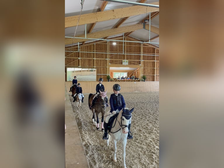 Poney de selle allemand Hongre 16 Ans 145 cm Isabelle in Eberdingen