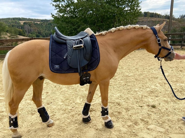 Poney de selle allemand Hongre 16 Ans 145 cm Palomino in Overath