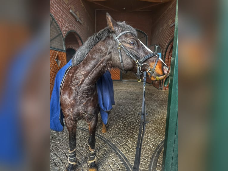 Poney de selle allemand Hongre 16 Ans 146 cm Noir in Wittichenau