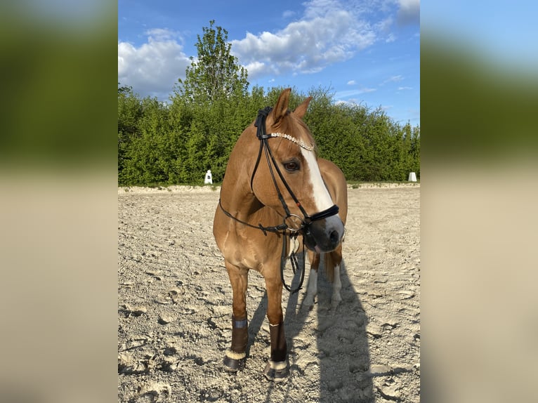 Poney de selle allemand Hongre 16 Ans 147 cm Isabelle in Frankfurt am Main