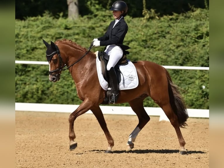 Poney de selle allemand Hongre 16 Ans 148 cm Alezan in Mellach