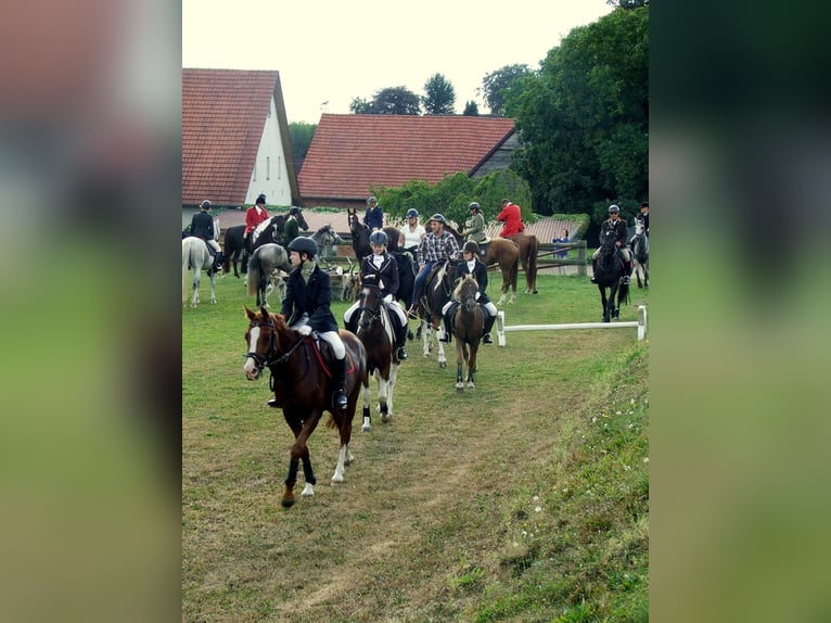 Poney de selle allemand Hongre 16 Ans 148 cm Alezan in Dötlingen Poney de selle allemand Hongre 16 Ans 148 cm Alezan in Dötlingen