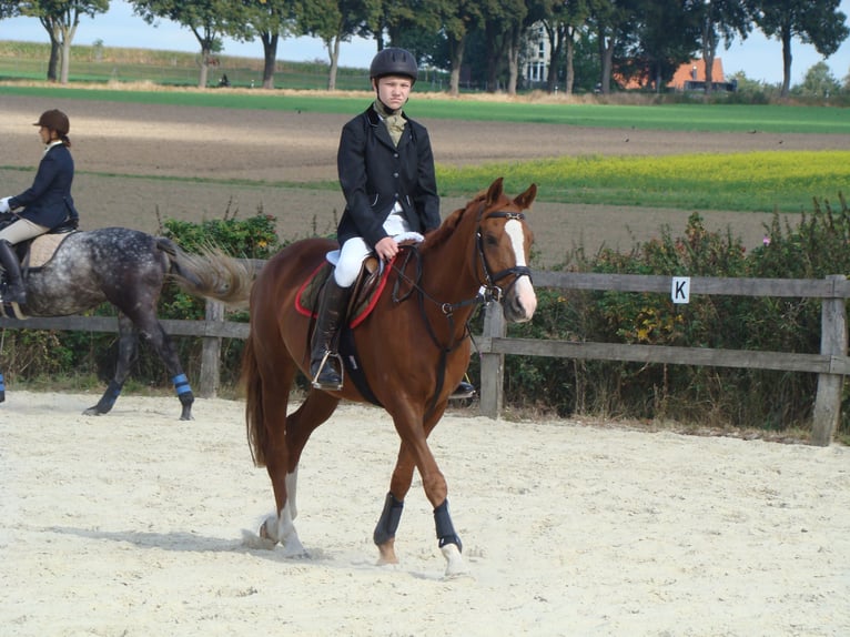 Poney de selle allemand Hongre 16 Ans 148 cm Alezan in Dötlingen Poney de selle allemand Hongre 16 Ans 148 cm Alezan in Dötlingen