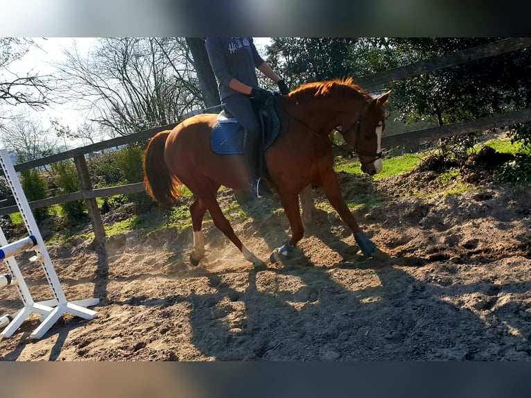 Poney de selle allemand Hongre 16 Ans 148 cm Alezan in Dötlingen Poney de selle allemand Hongre 16 Ans 148 cm Alezan in Dötlingen