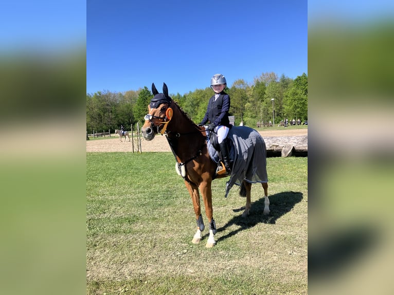 Poney de selle allemand Hongre 16 Ans 148 cm Alezan in Ascheberg