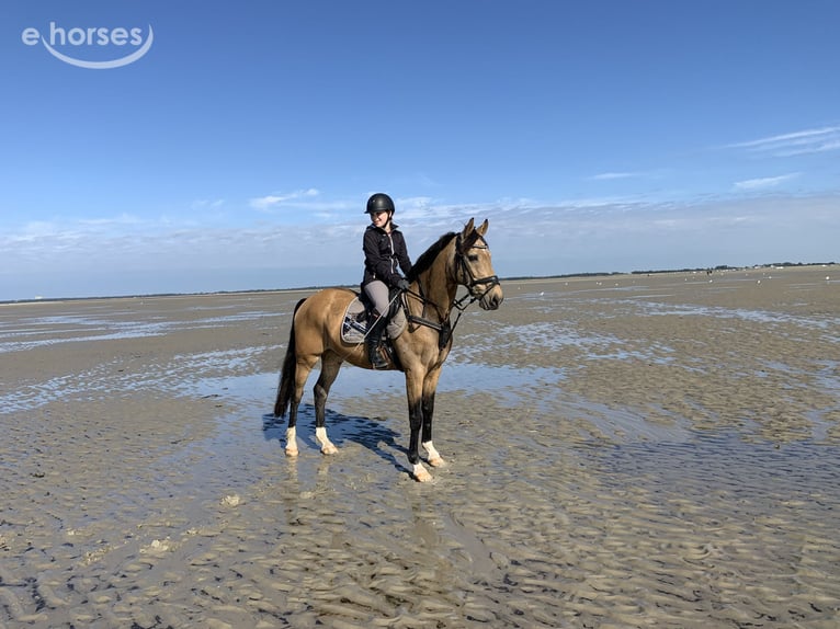 Poney de selle allemand Hongre 16 Ans 148 cm Isabelle in Emkendorf