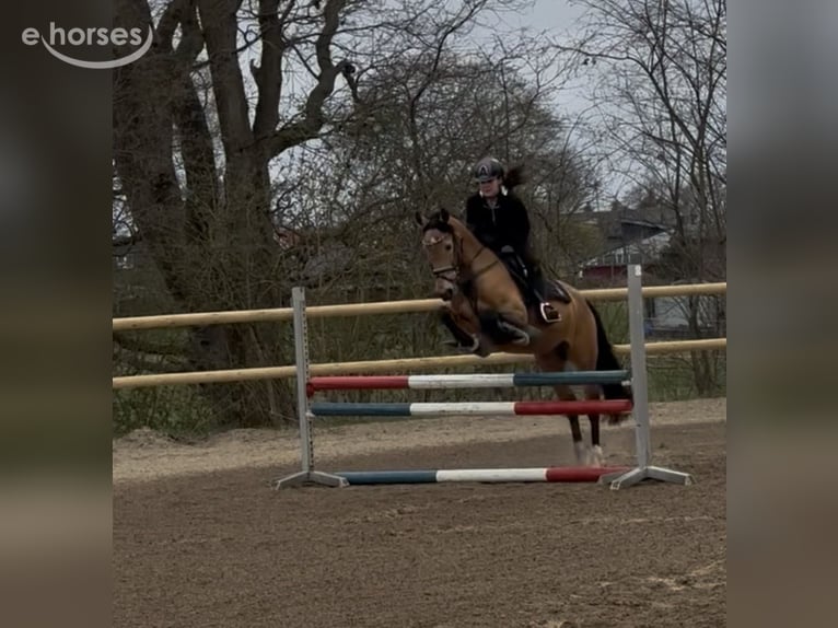 Poney de selle allemand Hongre 16 Ans 148 cm Isabelle in Emkendorf