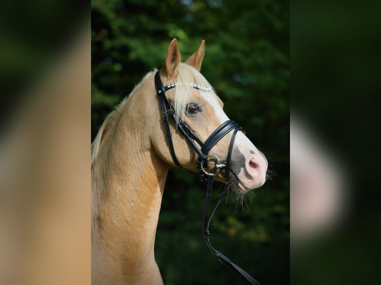 Poney de selle allemand Hongre 16 Ans 148 cm Palomino in Gilching