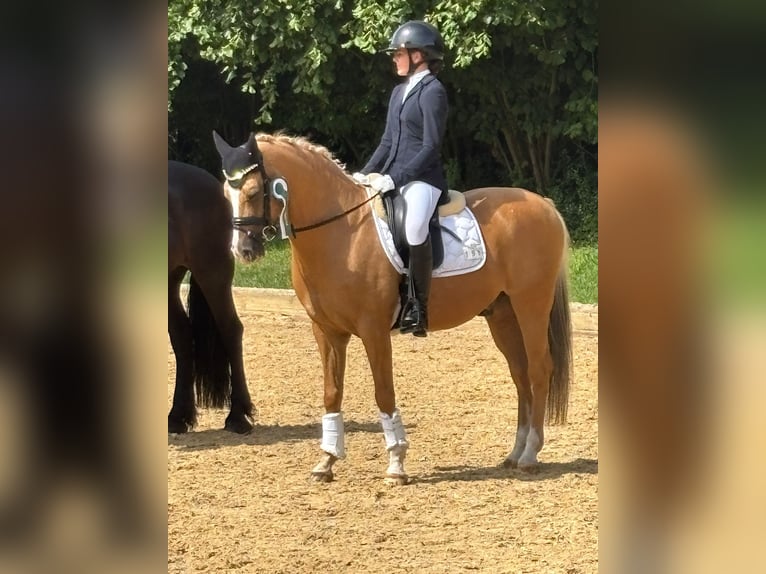 Poney de selle allemand Hongre 16 Ans 148 cm Palomino in Gilching