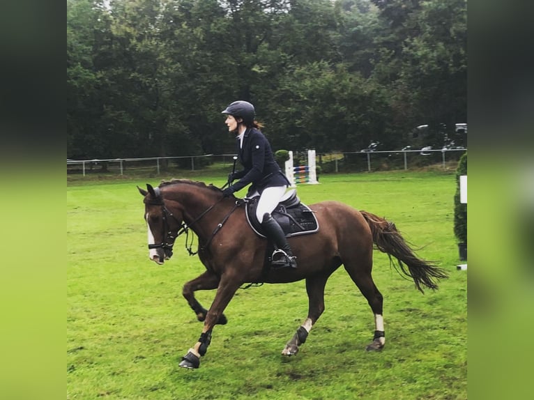 Poney de selle allemand Hongre 16 Ans 149 cm Alezan brûlé in Lilienthal