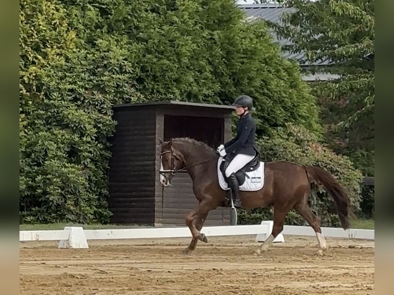 Poney de selle allemand Hongre 16 Ans 149 cm Alezan brûlé in Lilienthal