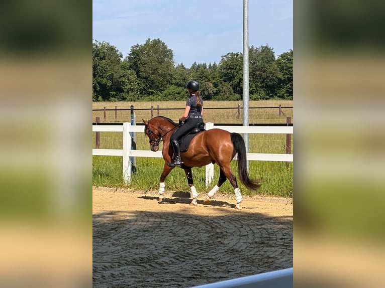 Poney de selle allemand Hongre 16 Ans 156 cm Bai in Dülmen