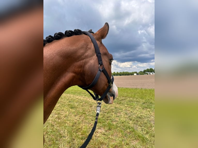 Poney de selle allemand Hongre 16 Ans 156 cm Bai in Dülmen