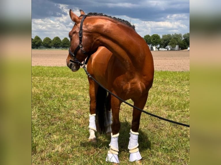 Poney de selle allemand Hongre 16 Ans 156 cm Bai in Dülmen