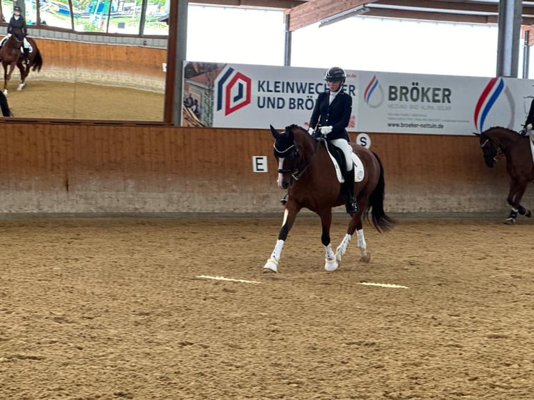 Poney de selle allemand Hongre 16 Ans 156 cm Bai in Dülmen
